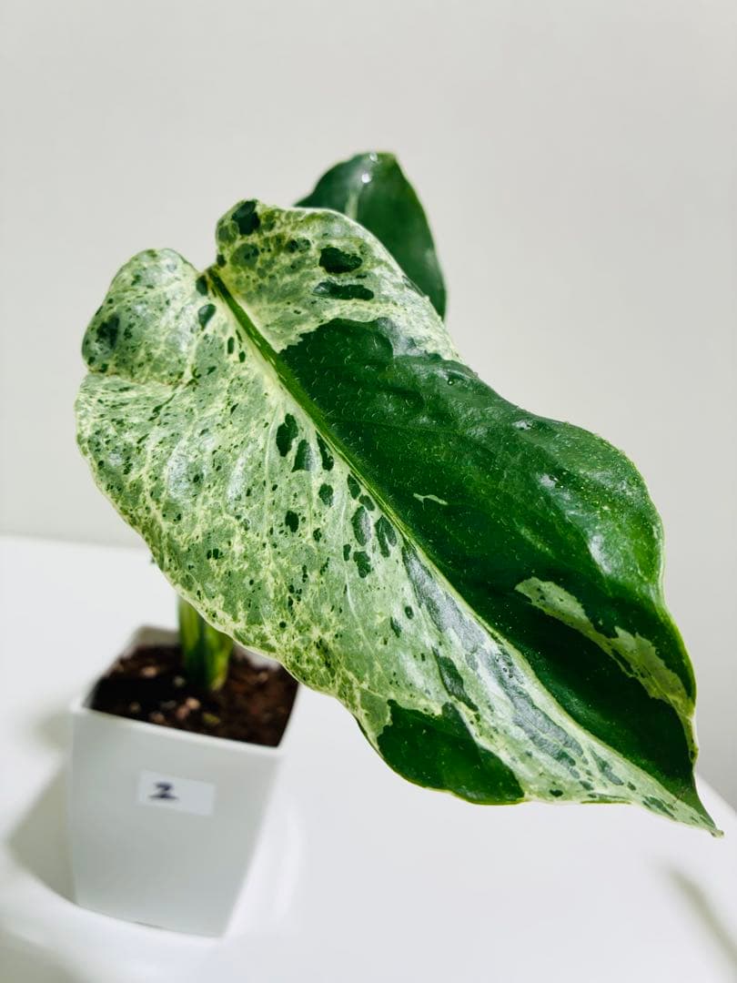 【希少】モンステラ　デリシオーサ　バルバソウ ベトシオーサ