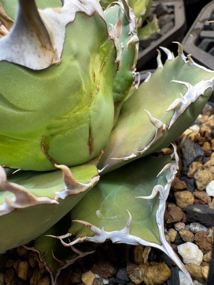 アガベ チタノタ 羽毛 大株