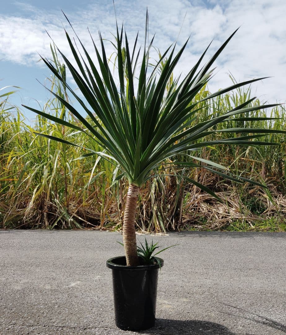 ドラセナ・カンボジアーナ