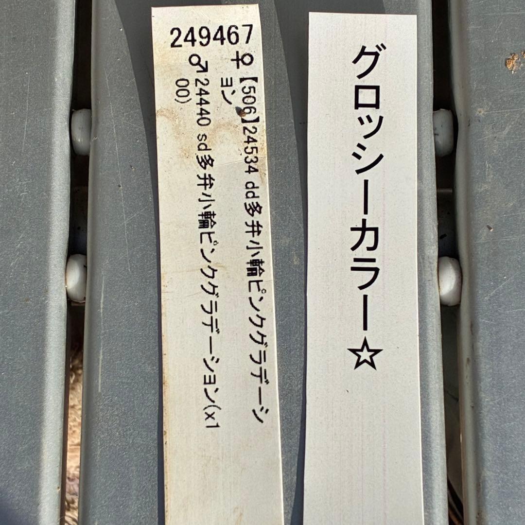 の*ん様 3431☘️花、タグ付☘️グロッシーカラー⭐️艶々⭐️艶ピコ⭐️艶セン