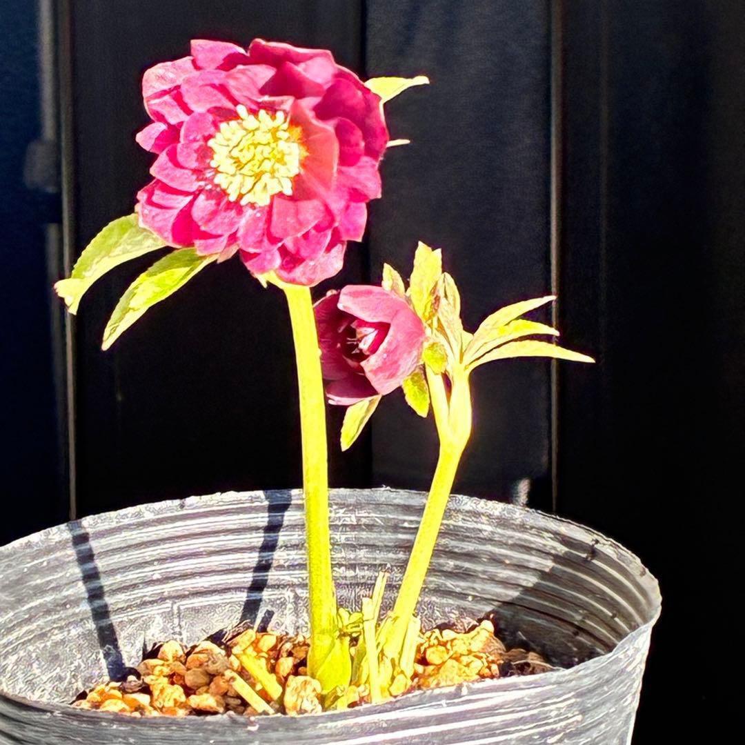 の*ん様 3431☘️花、タグ付☘️グロッシーカラー⭐️艶々⭐️艶ピコ⭐️艶セン