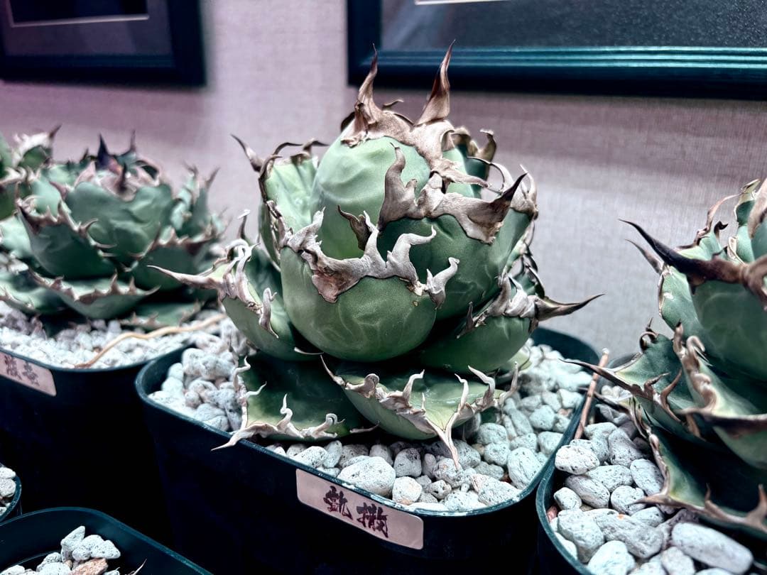 アガベ チタノタ シーザー 凱撒 大 極棘選抜 親株のみ プラステラ180付き