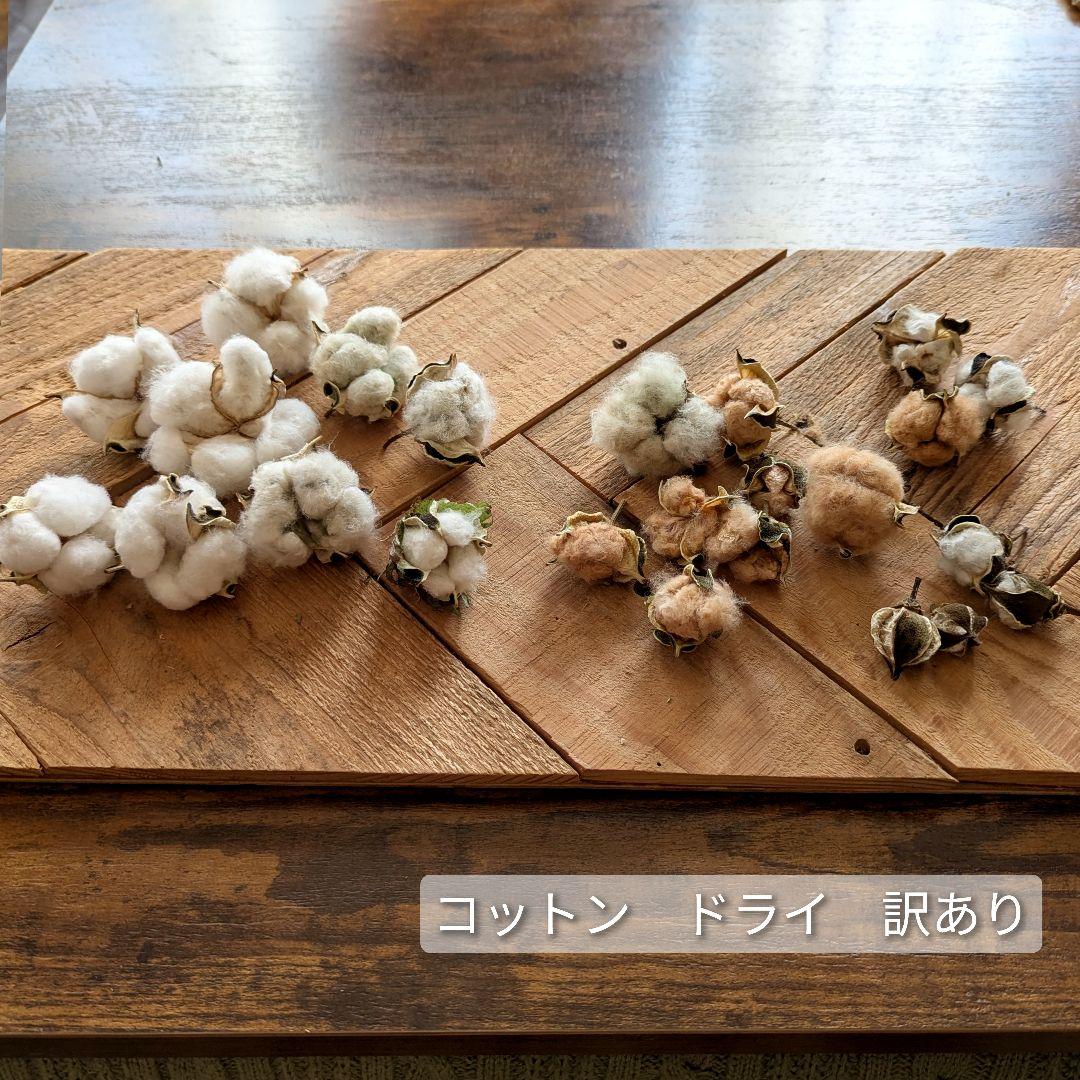 専用コットン　ドライフラワー花材