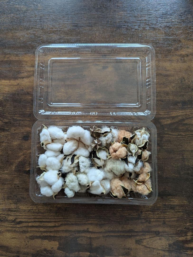 専用コットン　ドライフラワー花材