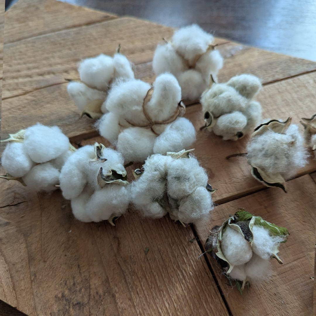 専用コットン　ドライフラワー花材