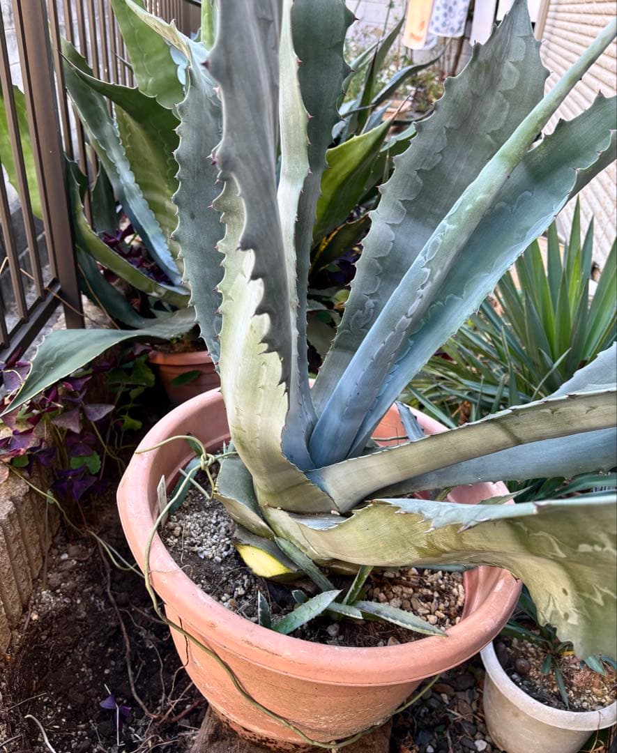 特大‼️ アガベ プロトアメリカーナ ファンキートゥース　 耐寒性有り