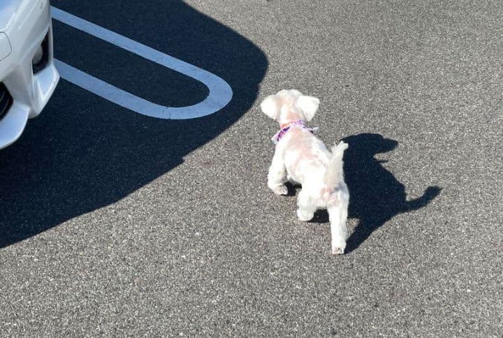 羊毛フェルトオーダー　たーさん