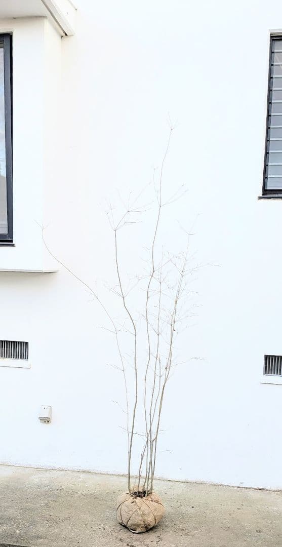 新春特価！山採りドウダンツツジ。