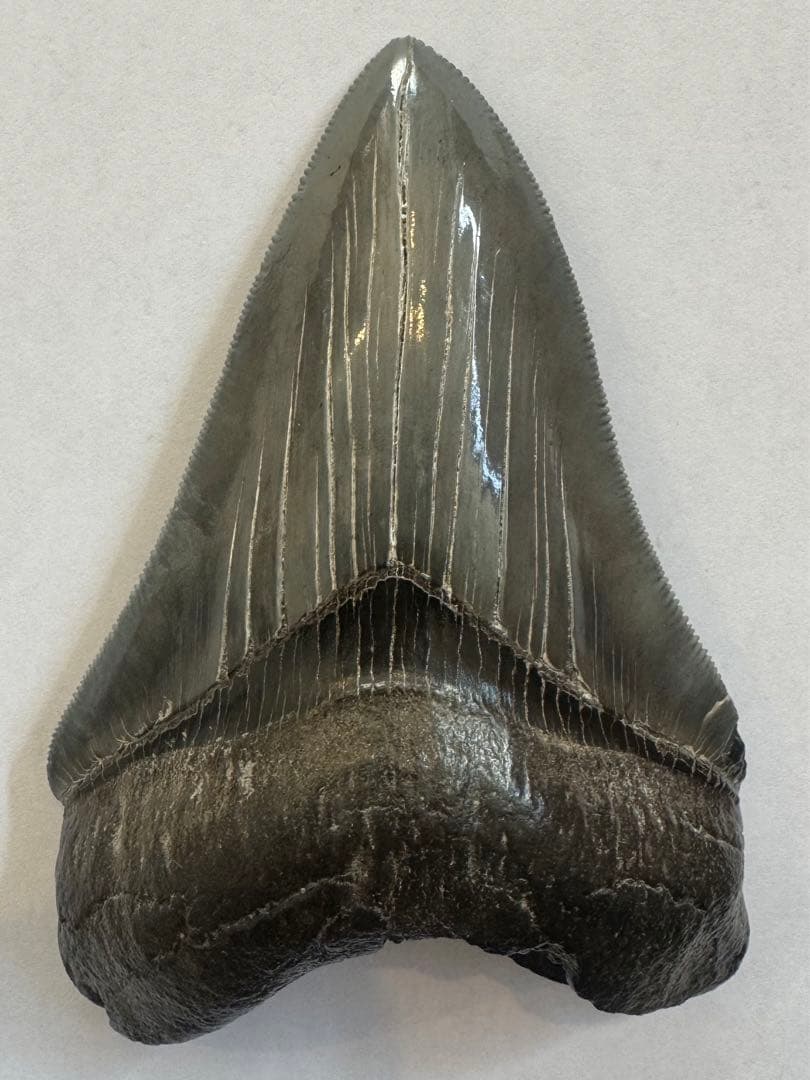 L*9様 【博物館級】宝石のような『メガロドン』の歯の化石