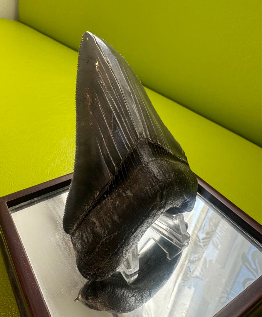 L*9様 【博物館級】宝石のような『メガロドン』の歯の化石