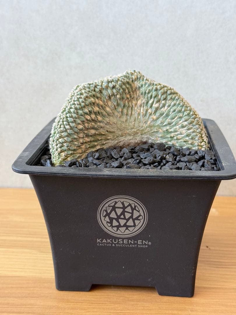 ストロンボカクタス 菊水 国内実生 綴化