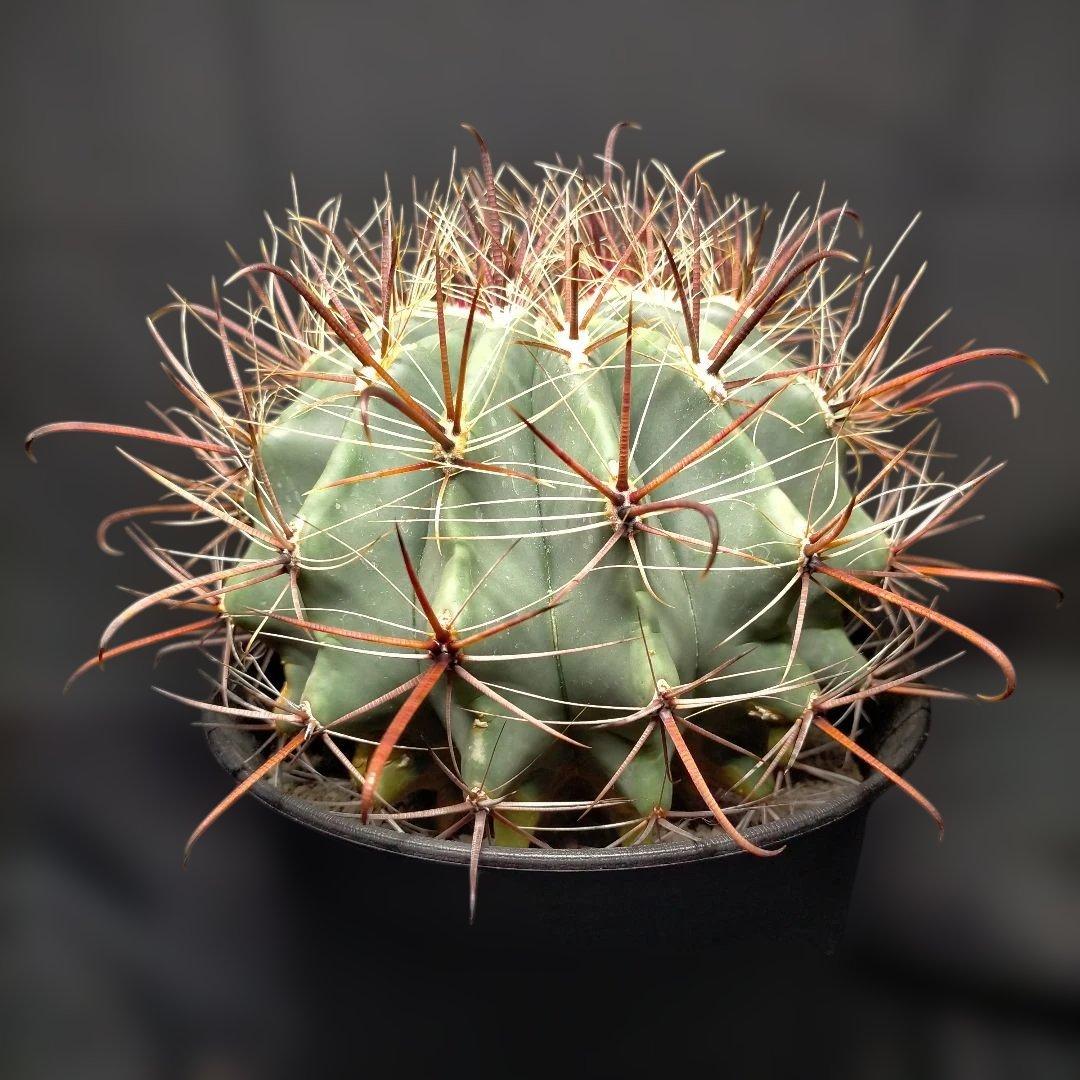 H*u様 フェロカクタス 金赤竜 中株 赤鳳 鯱頭 神仙玉 刈穂玉 巨鷲玉 金冠