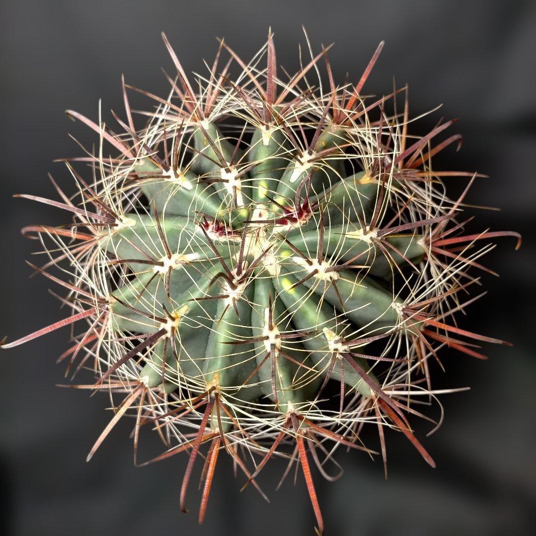 H*u様 フェロカクタス 金赤竜 中株 赤鳳 鯱頭 神仙玉 刈穂玉 巨鷲玉 金冠