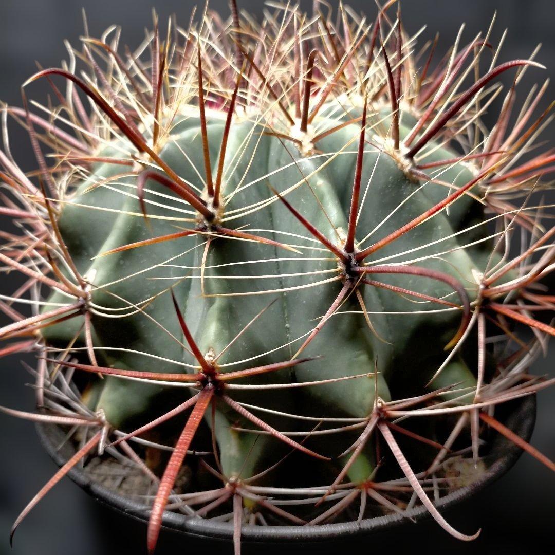 H*u様 フェロカクタス 金赤竜 中株 赤鳳 鯱頭 神仙玉 刈穂玉 巨鷲玉 金冠