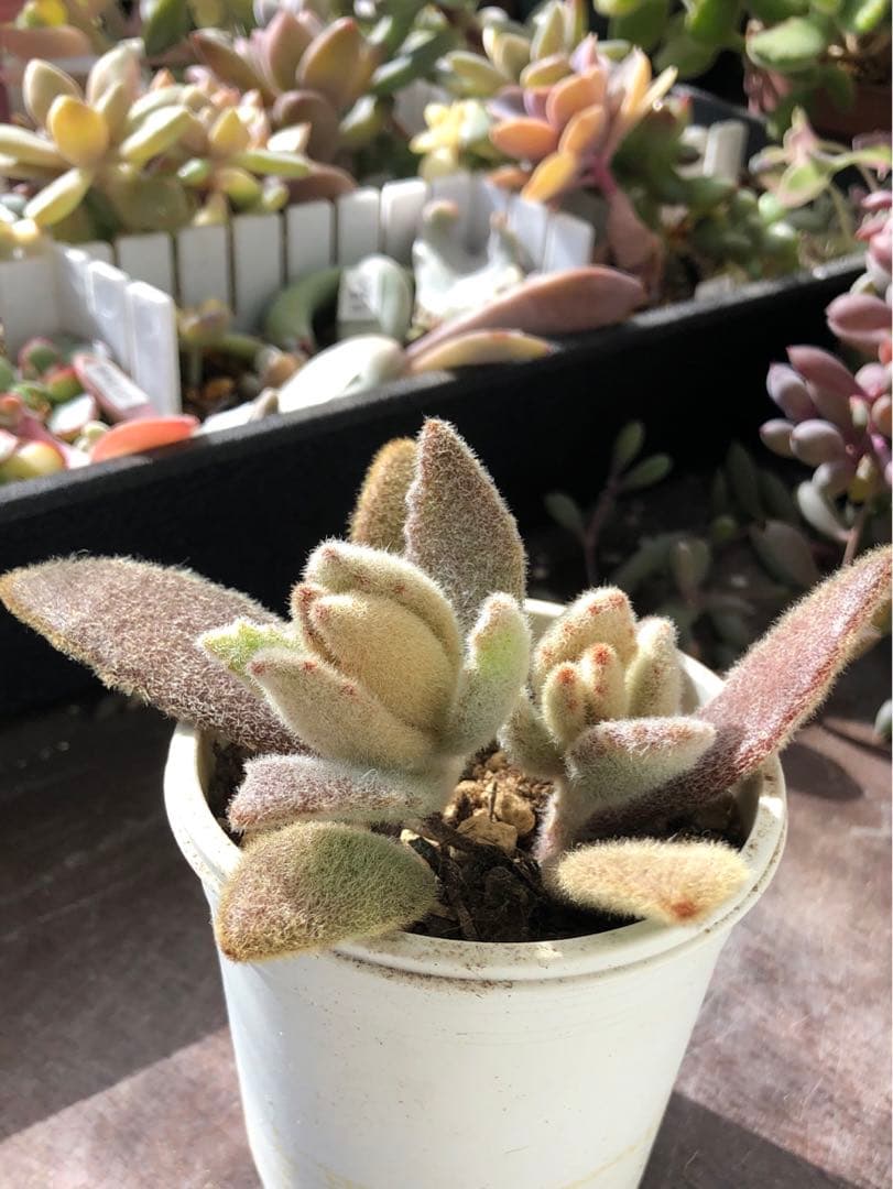 専用‼︎多肉植物^o^  ラッキーガール