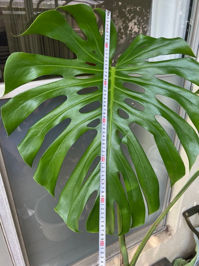 幹上がりモンステラデリシオーサ[特大]