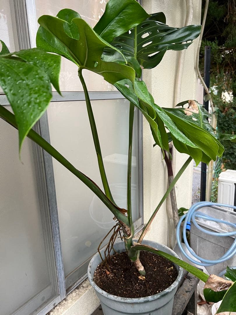 幹上がりモンステラデリシオーサ[特大]