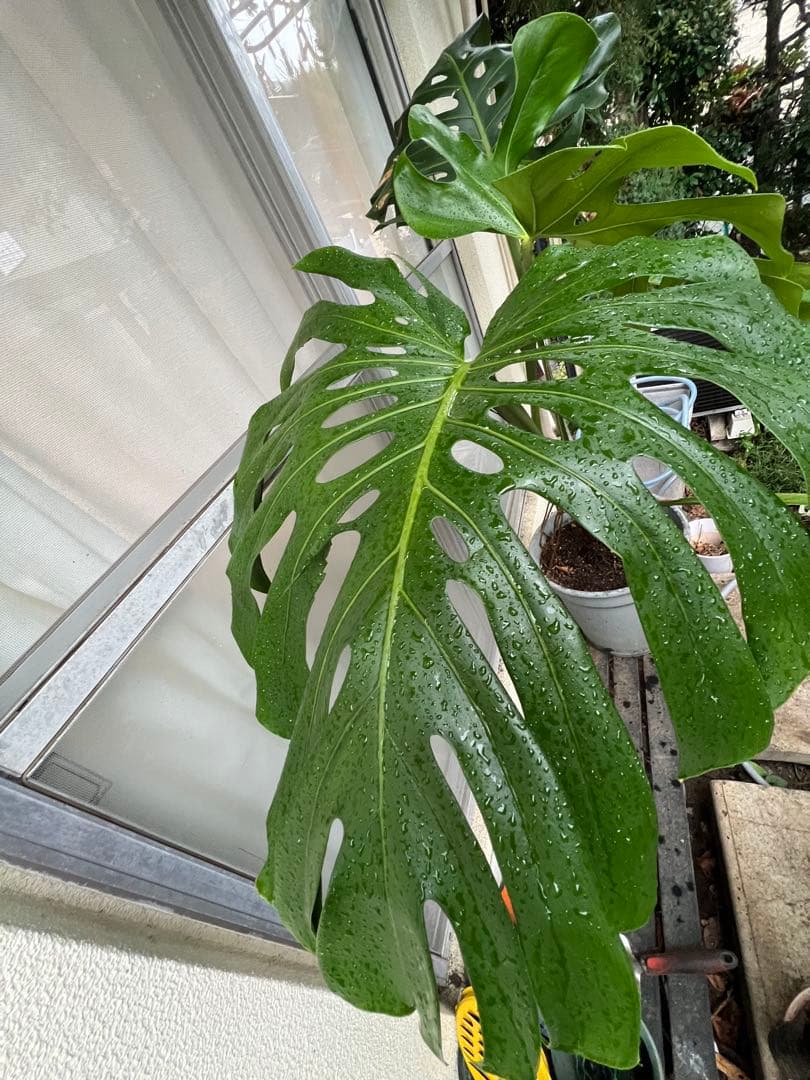 幹上がりモンステラデリシオーサ[特大]