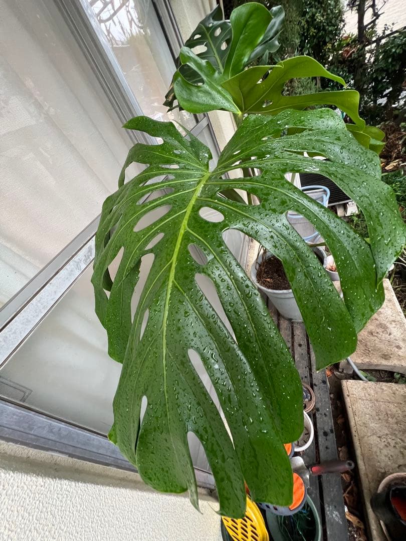 幹上がりモンステラデリシオーサ[特大]