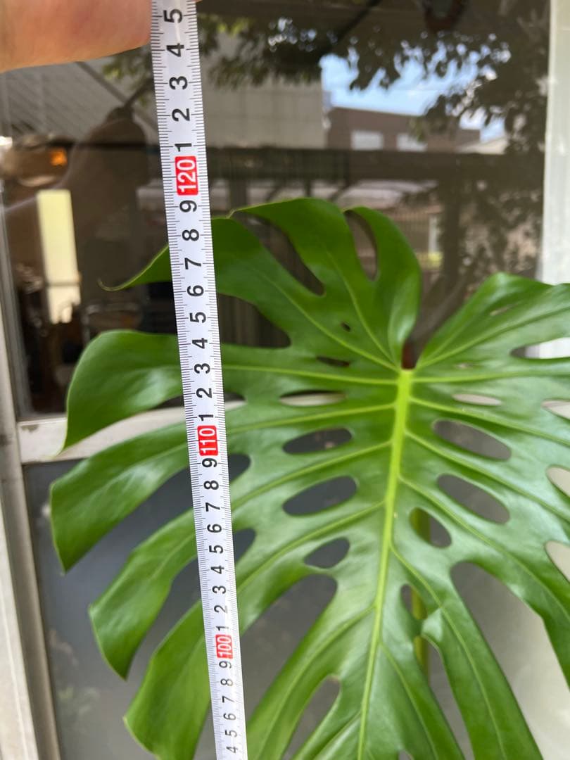 幹上がりモンステラデリシオーサ[特大]