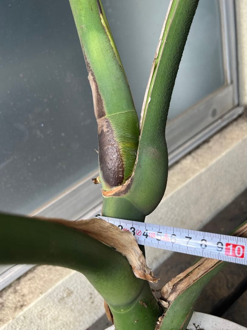 幹上がりモンステラデリシオーサ[特大]