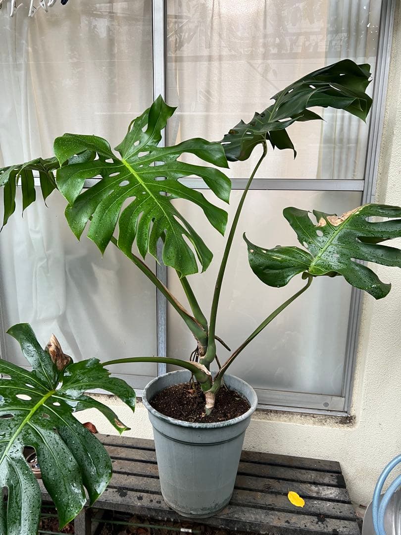 幹上がりモンステラデリシオーサ[特大]