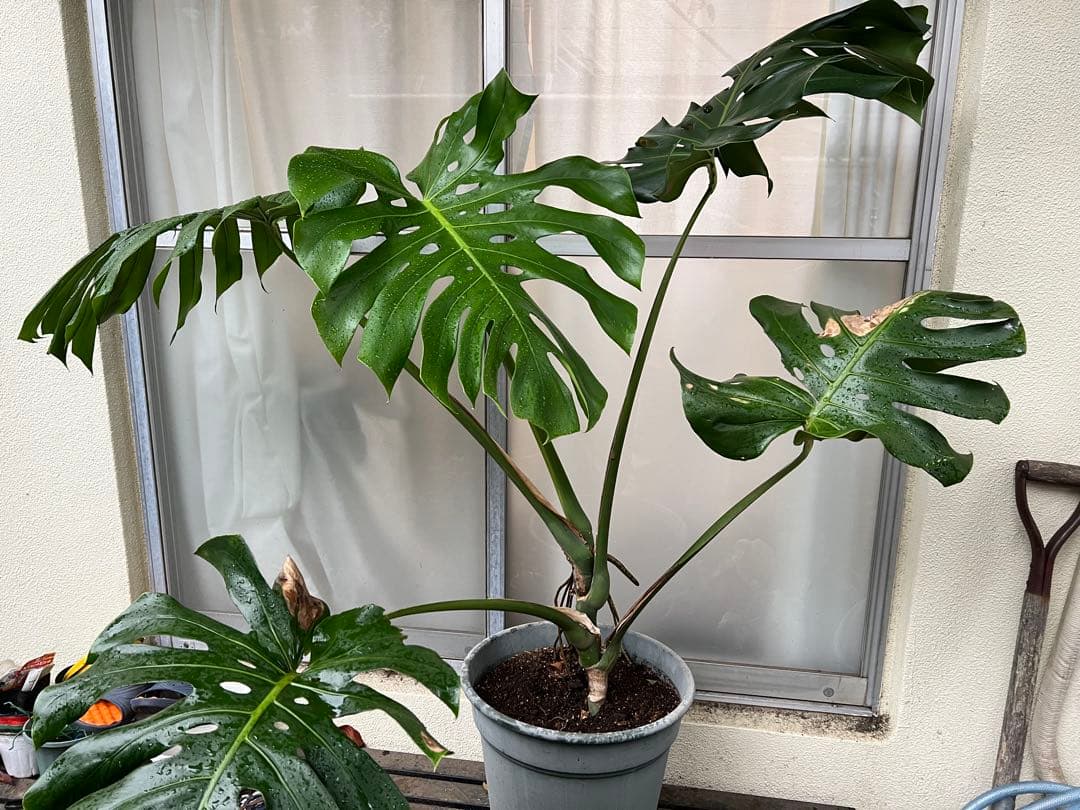 幹上がりモンステラデリシオーサ[特大]