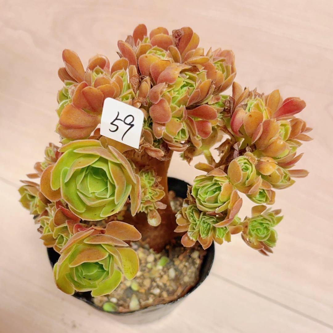 59#多肉植物アエオニウム❤️サラダボールセッカ❤️13cm 拔き苗