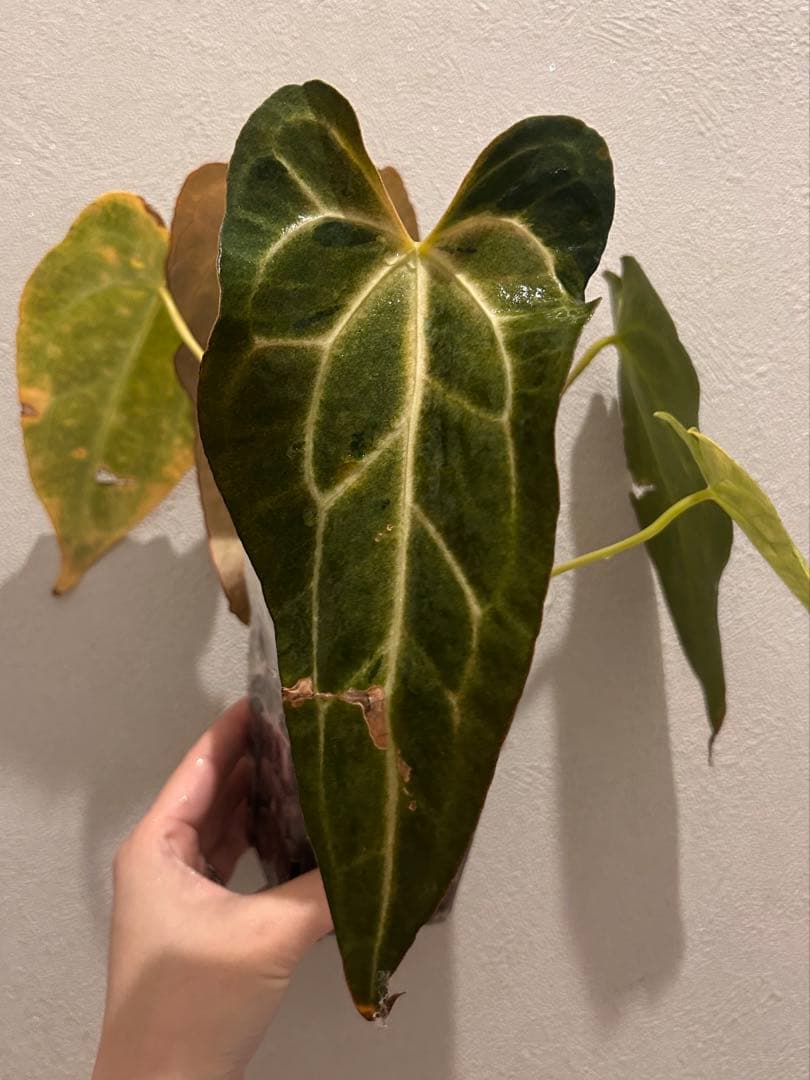 【HS】アンスリウム　斑入り