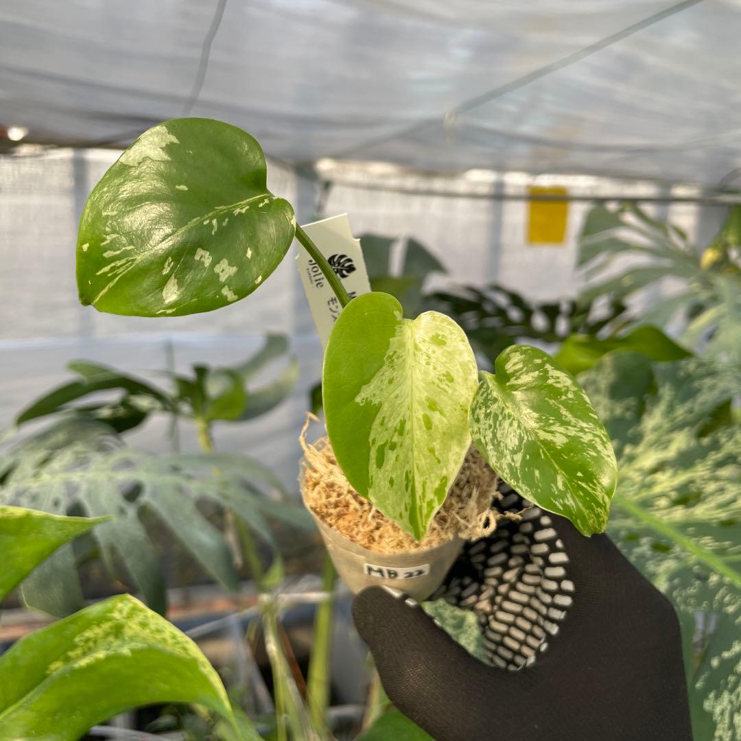 MB22 モンステラ　デリシオーサ　ベトシオーサ　2寸ポリポット　ネコポス発送