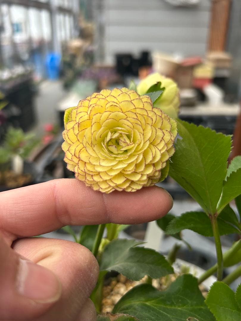 加藤農園 メビウス ♾️ クリスマスローズ