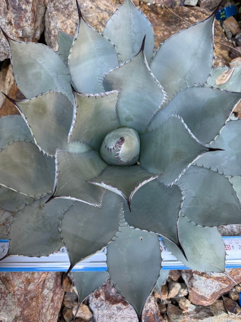 アガベ　姫吉祥天　大株　吉祥天　パリー　ホーチエンシス