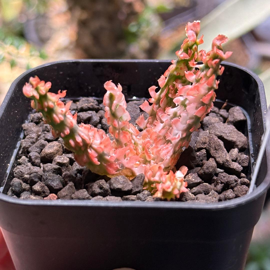 アロエ ハイブリッド 有望株 ✨️速達付