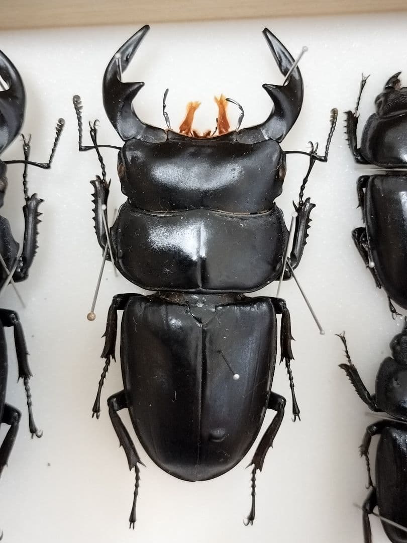 大型ベトナムアンタエウスオオクワガタ標本