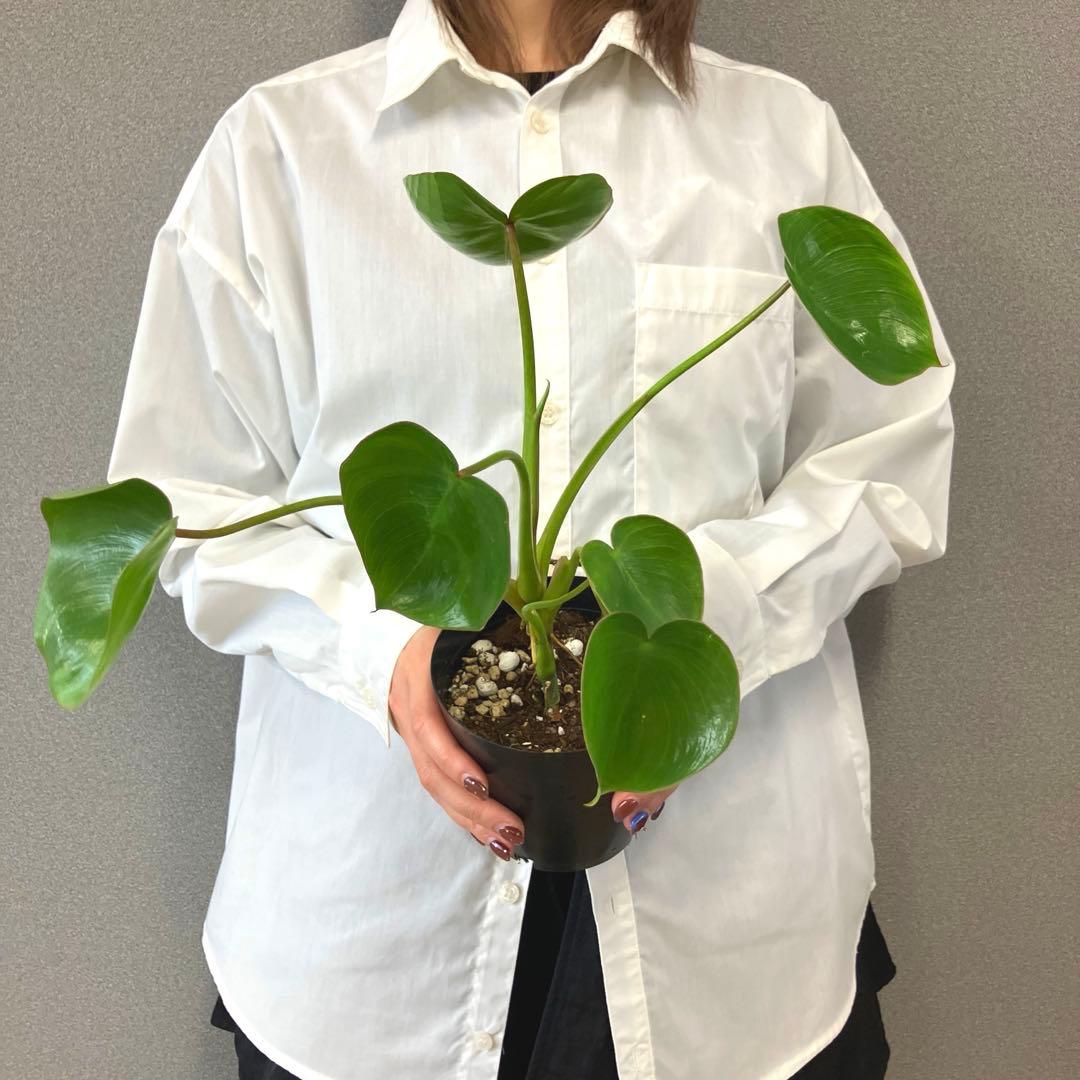 超希少❗️フィロデンドロン　リカルドイ✨