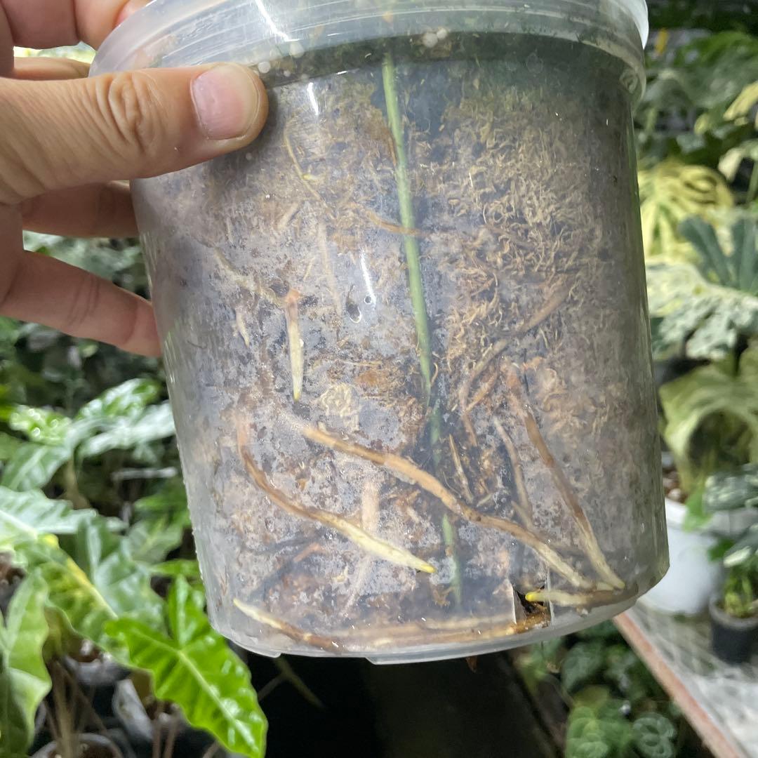 根っこバチバチ　モンステラ　クリームブリュレ　鉢17㎝サイズ