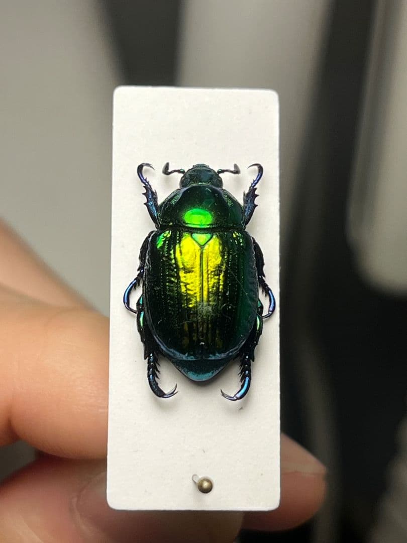 【19mm】Pelidnotaプラチナコガネ コガネムシ ハムシ コブハムシ標本