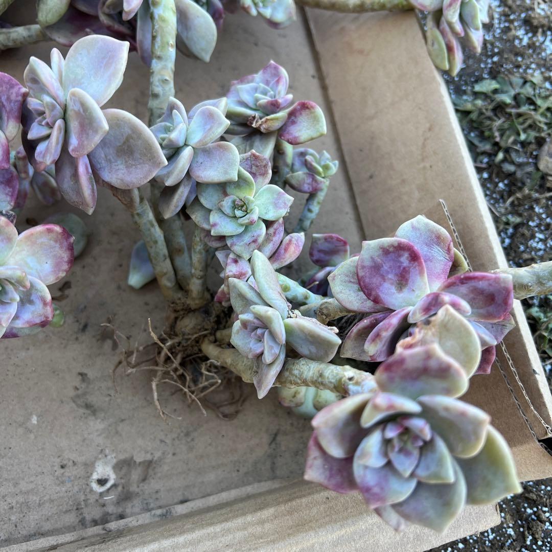 多肉植物　パープルディライト抜き苗6株