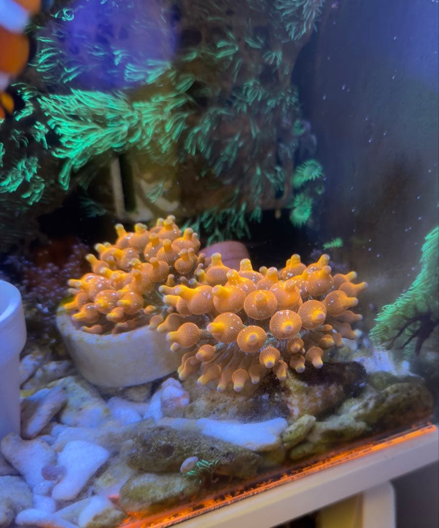 レッドイソギンチャク 海水水槽サンゴ 1個体