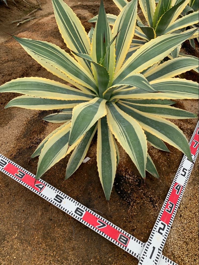 アガベ　ＳＰバリエガータ　　引取限定