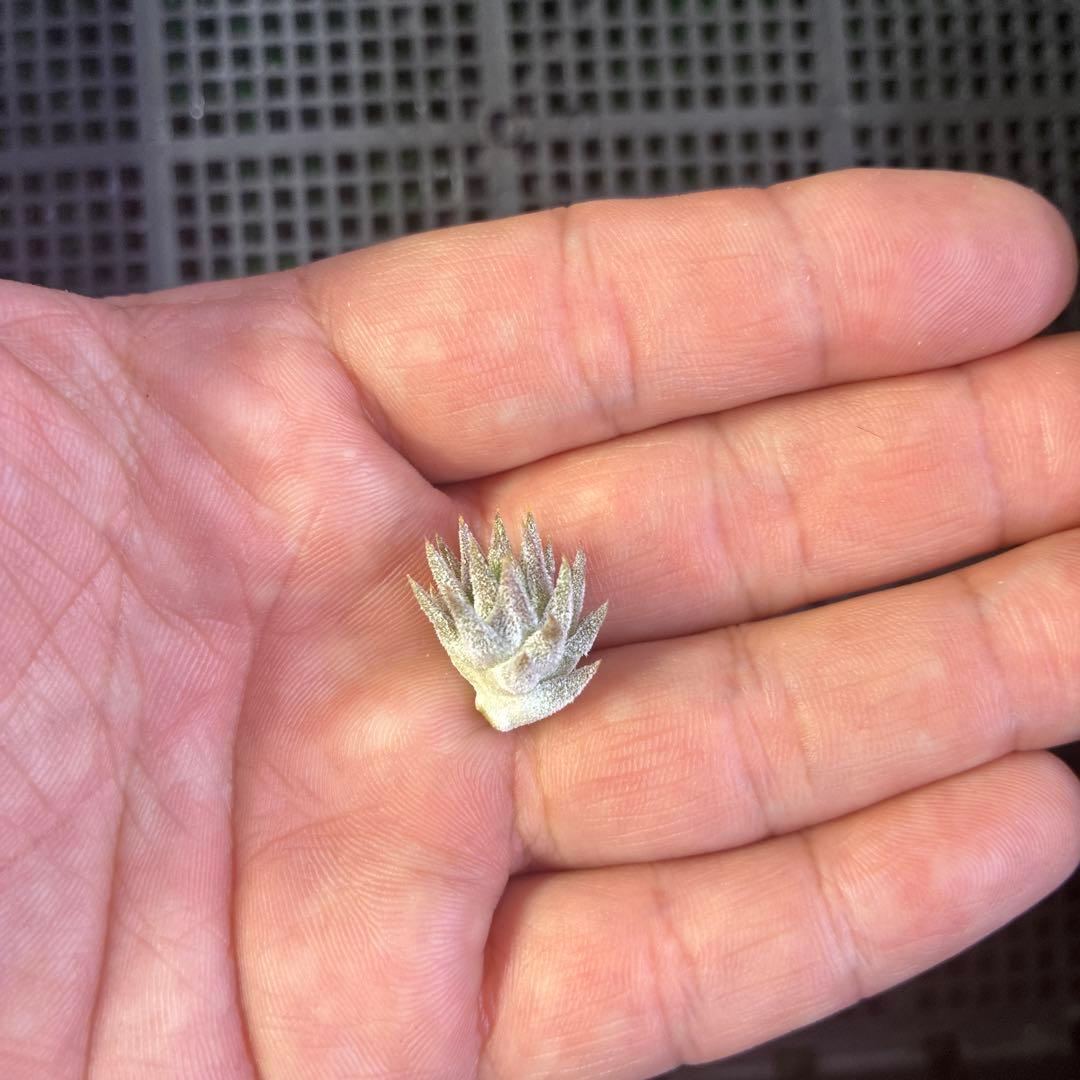 ブロメリア・エアープランツ T.ionantha var. vanhyningii minor