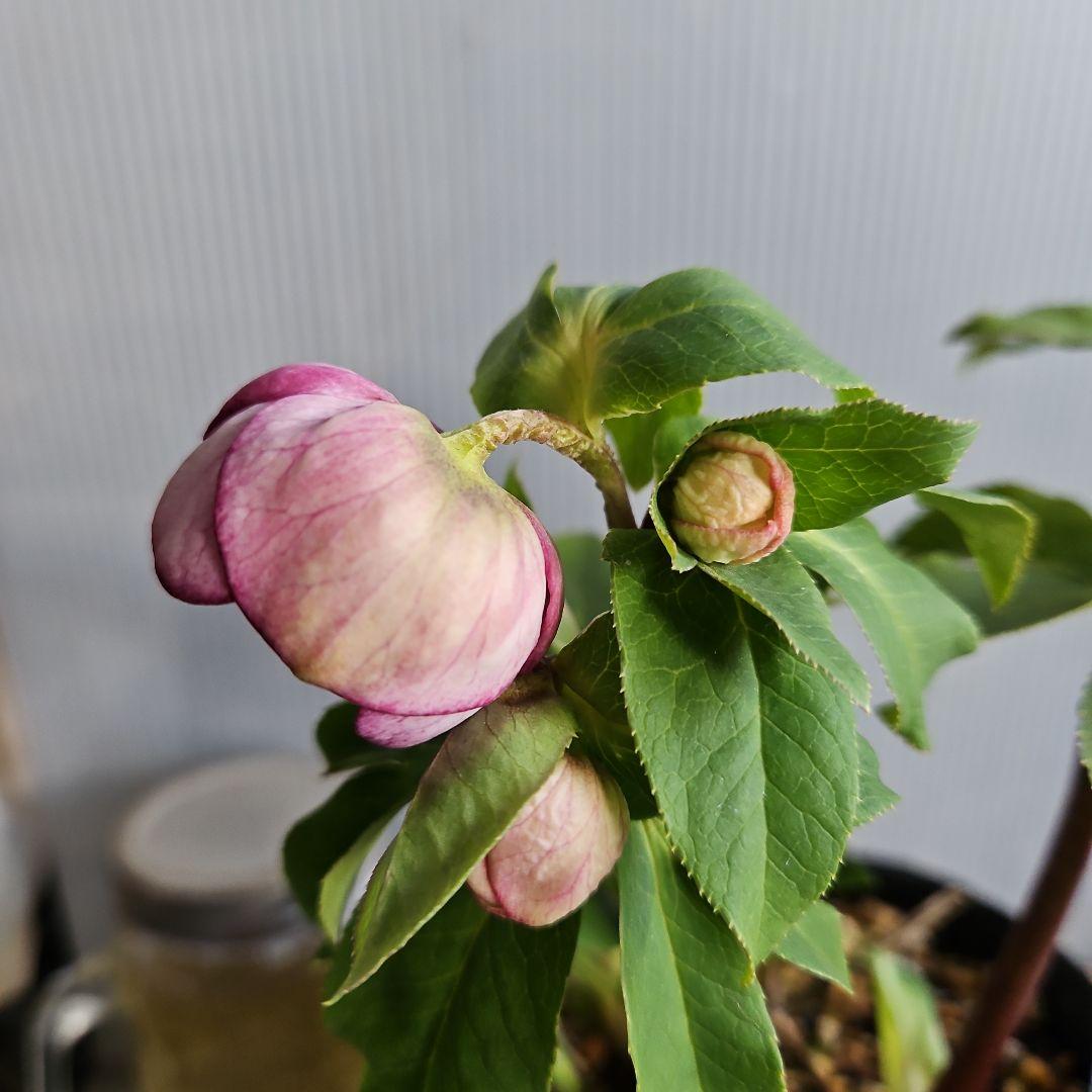 hyssa様にご提案苗㉖-514クリスマスローズ