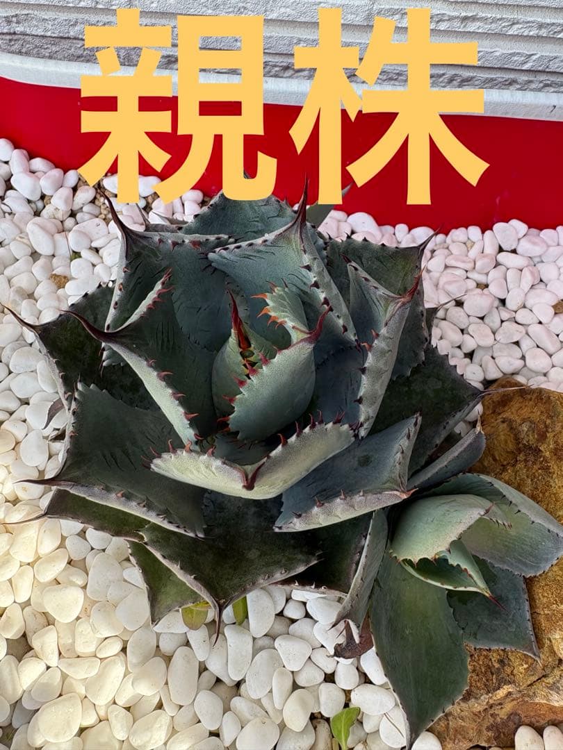 アガベ 赤棘　抜き苗発送