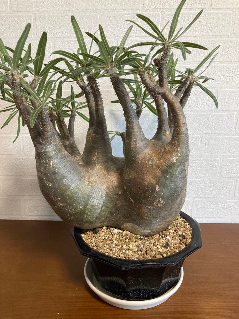 【植物引退】特大　グラキリス　現地球