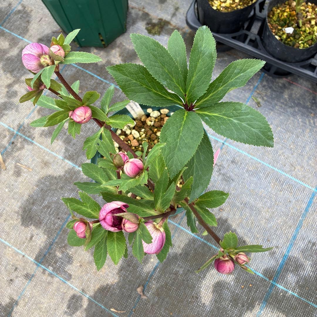 クリスマスローズ　加藤農園　多弁　６寸