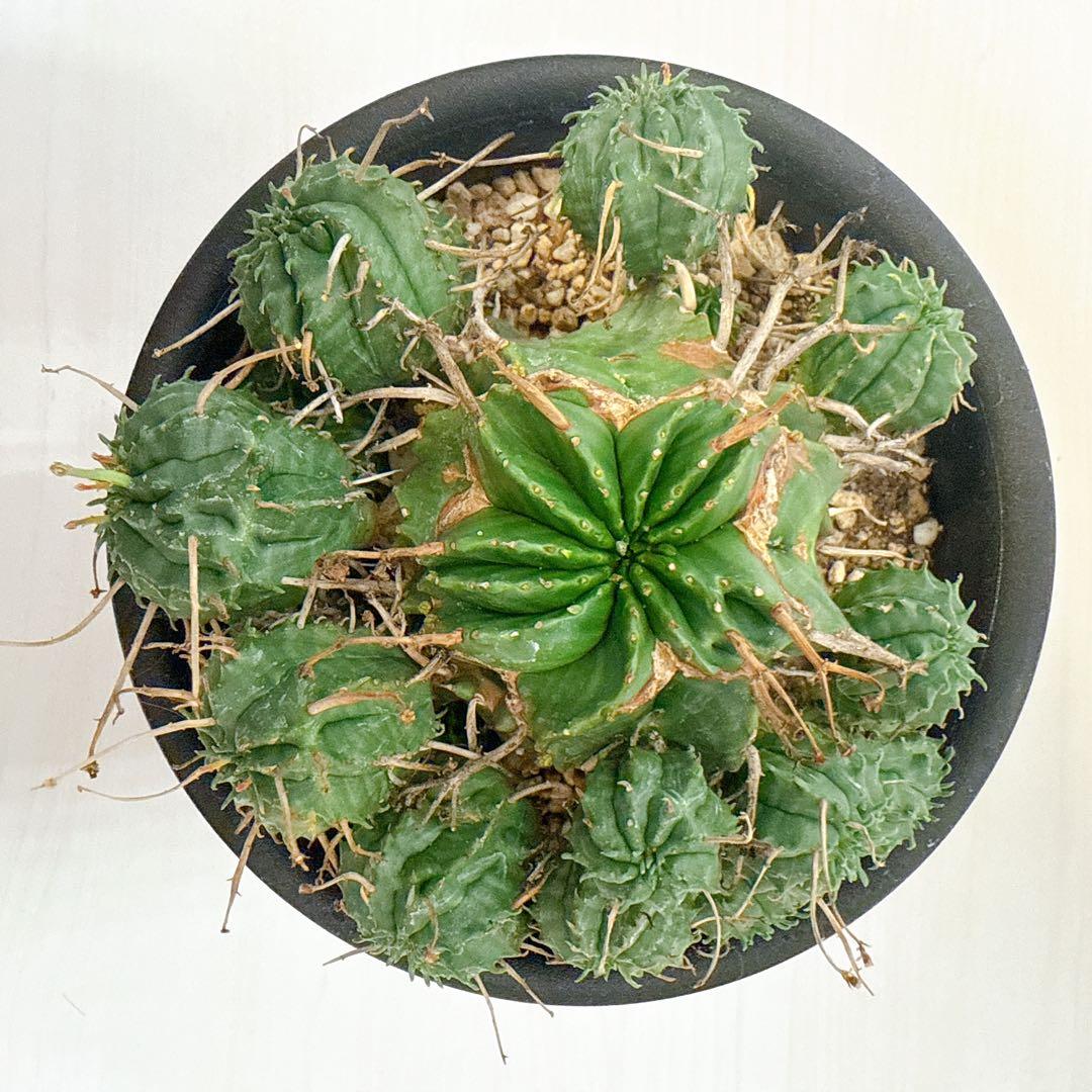 子吹きバリダ【モンスト】ユーフォルビア/綴化 オベサ ホリダ