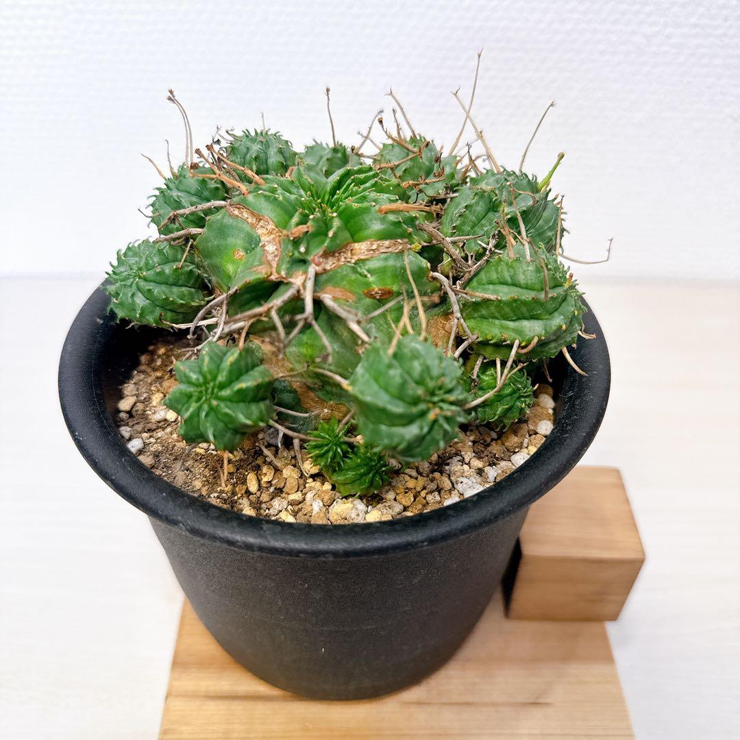 子吹きバリダ【モンスト】ユーフォルビア/綴化 オベサ ホリダ