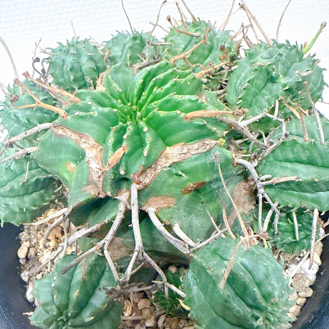 子吹きバリダ【モンスト】ユーフォルビア/綴化 オベサ ホリダ