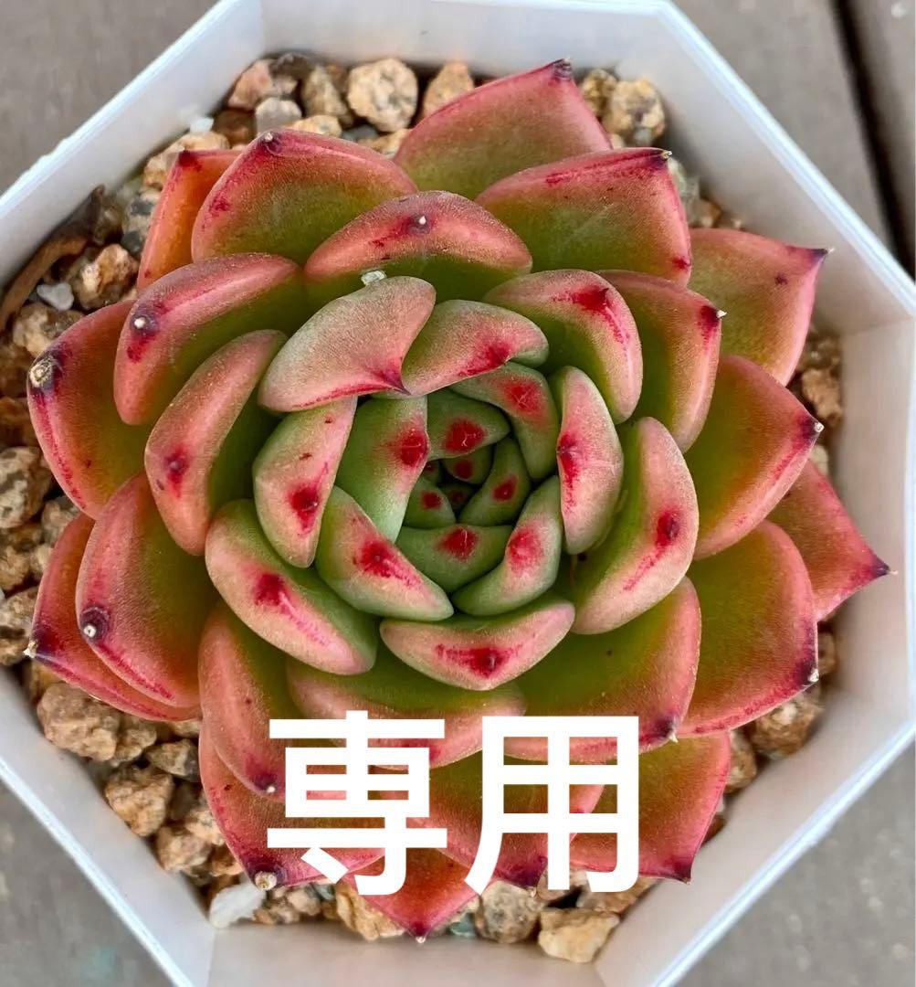 多肉植物　アンストーン