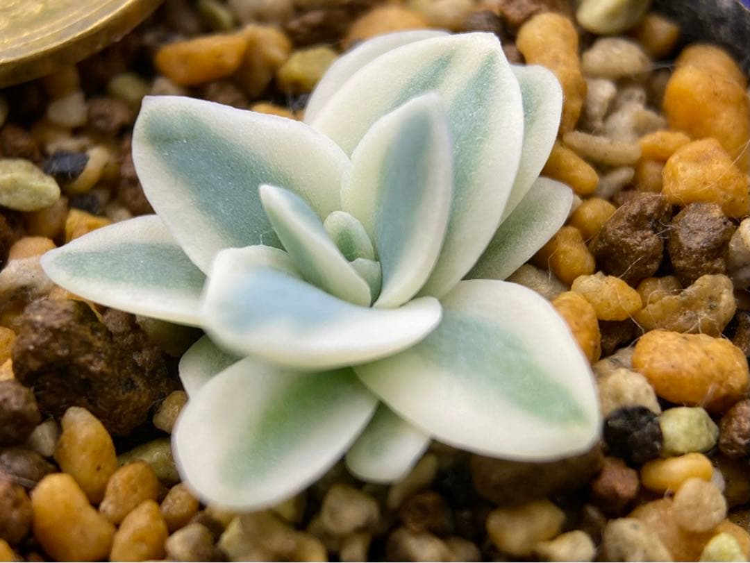 多肉植物　錦　富士　抜き苗　#1    799